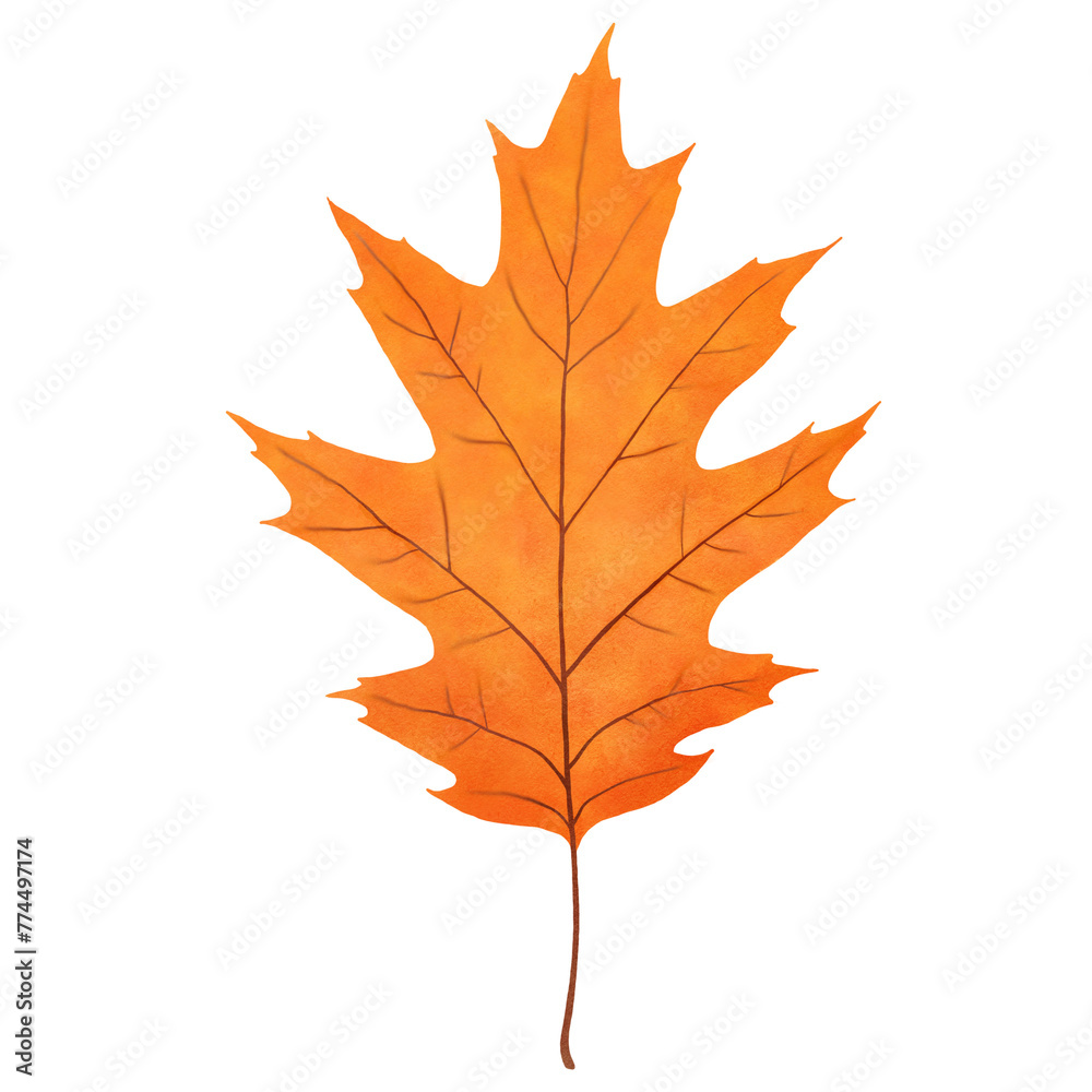 Fototapeta premium Oak leaf watercolor style, fall leaves illustration transparent background, PNG