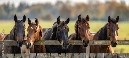 Group of brown horses on enclosure at the meadow pasture, standing side by side.