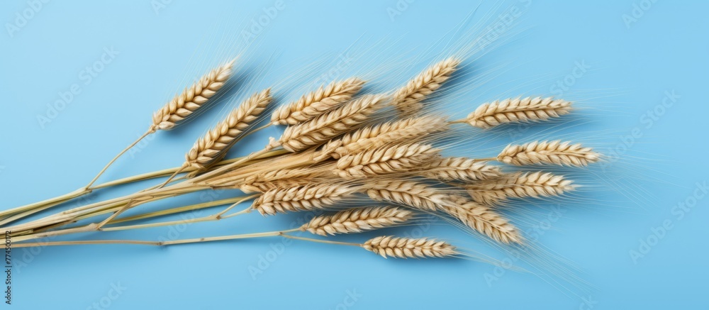 Fototapeta premium Several wheat stalks are placed on a vibrant blue surface, creating a striking contrast in colors