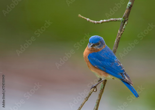 Blue bird perched on a branch.