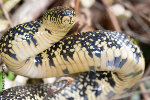 A spotted King snake looking at the camera