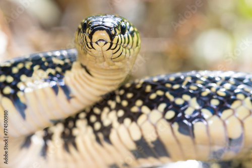 Spotted King Snake looking at camera