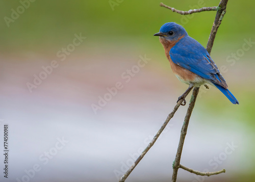 Blue Bird preached on a tree branch.