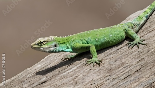A Lizard With Its Skin Transitioning Between Shade  2
