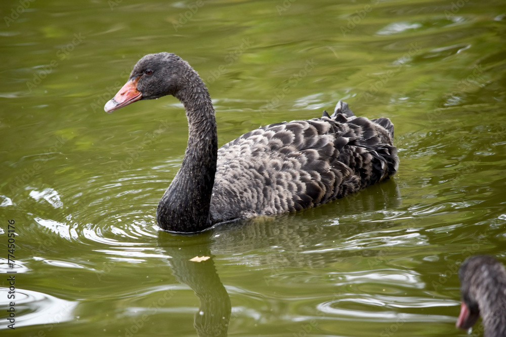 Fototapeta premium the black swan has black feathers edged with white on its back and is all black on the head and neck. It has a red beak with a white stripe and red eyes