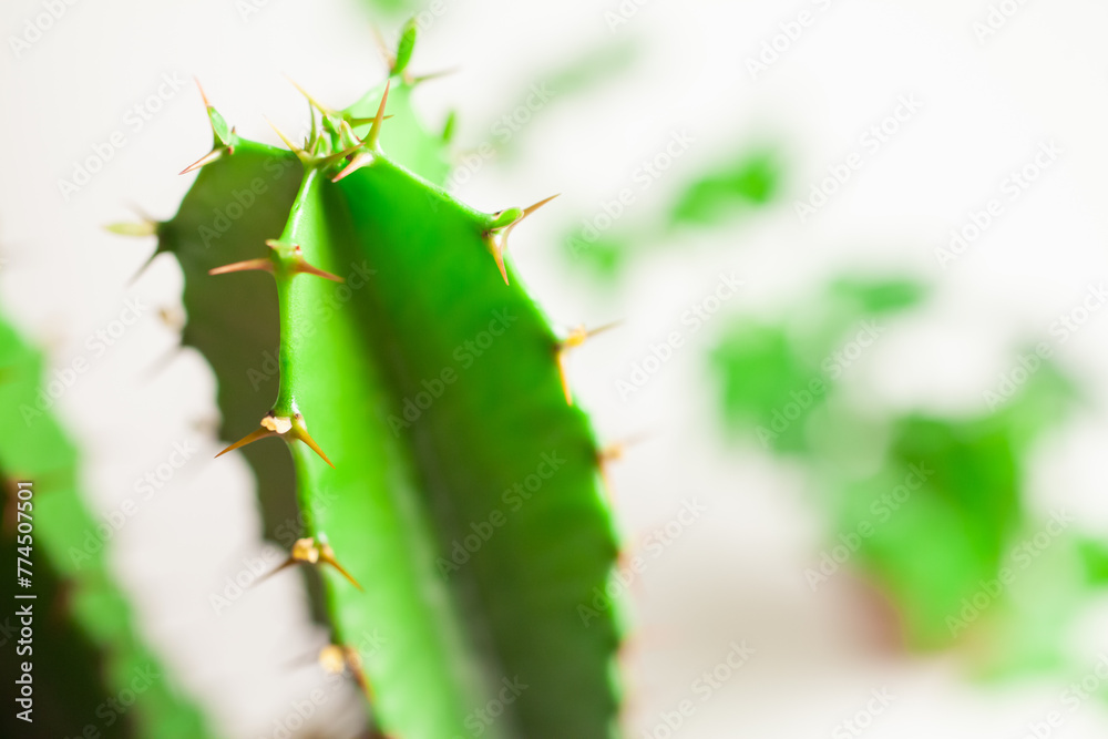 Naklejka premium サボテン