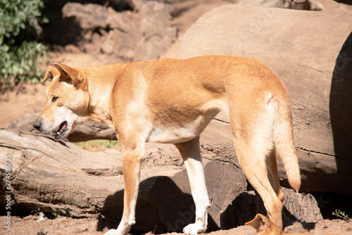 Dingos are a dog-like wolf. Dingos have a long muzzle, erect ears and strong claws. They usually have a ginger coat and most have white markings on their feet, tail tip and chest. © susan flashman
