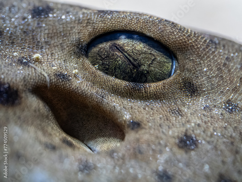 Spotted shark eye and head detail under the surface.