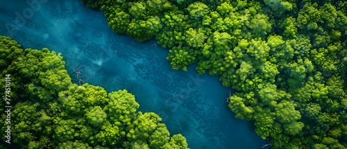 Aerial view of dense mangrove forest capturing CO2 absorption promoting carbon neutrality and sustainable environment. Concept Mangrove conservation, Aerial photography, Carbon sequestration