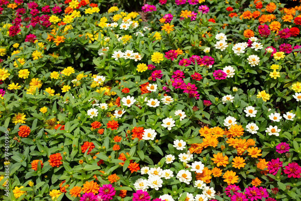 Obraz premium Zinnia flower in the garden