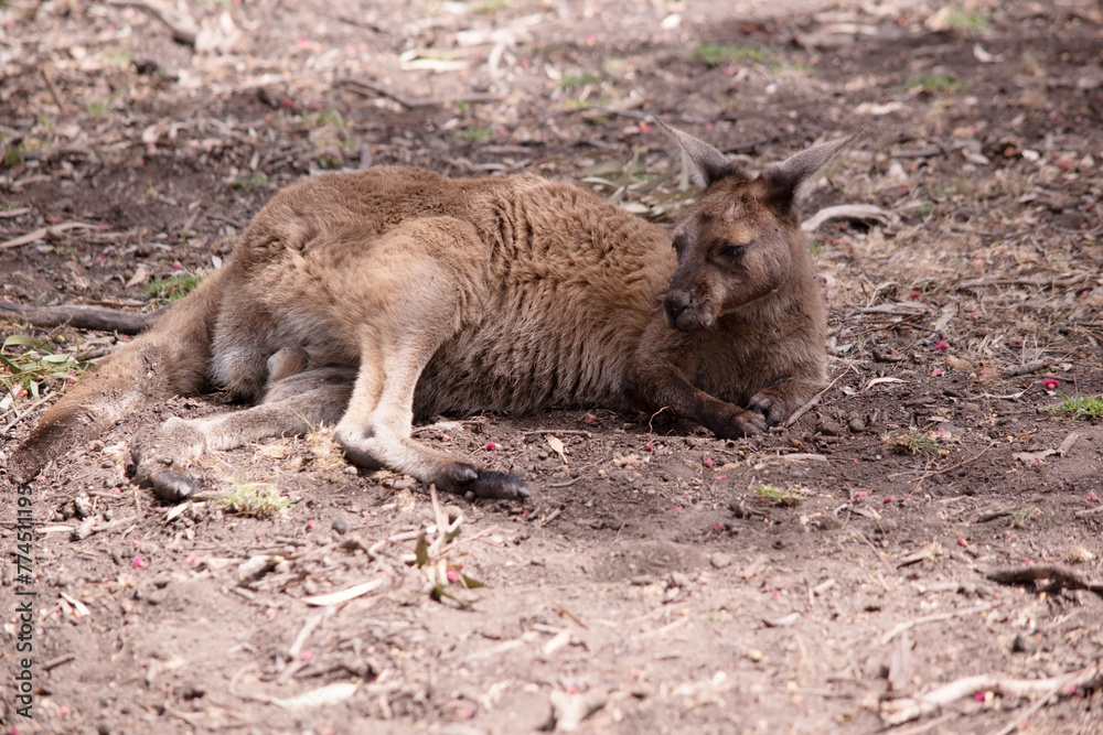 the kangaroo-Island Kangaroo has a light brown body with a white under belly. They also have black feet and paws the kangaroo-Island Kangaroo has a light brown body with a white under belly. They also have black feet and paws