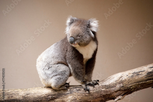 Fototapeta Naklejka Na Ścianę i Meble -  the Koala has a large round head, big furry ears and big black nose. Their fur is usually grey-brown in color with white fur on the chest, inner arms, ears and bottom.