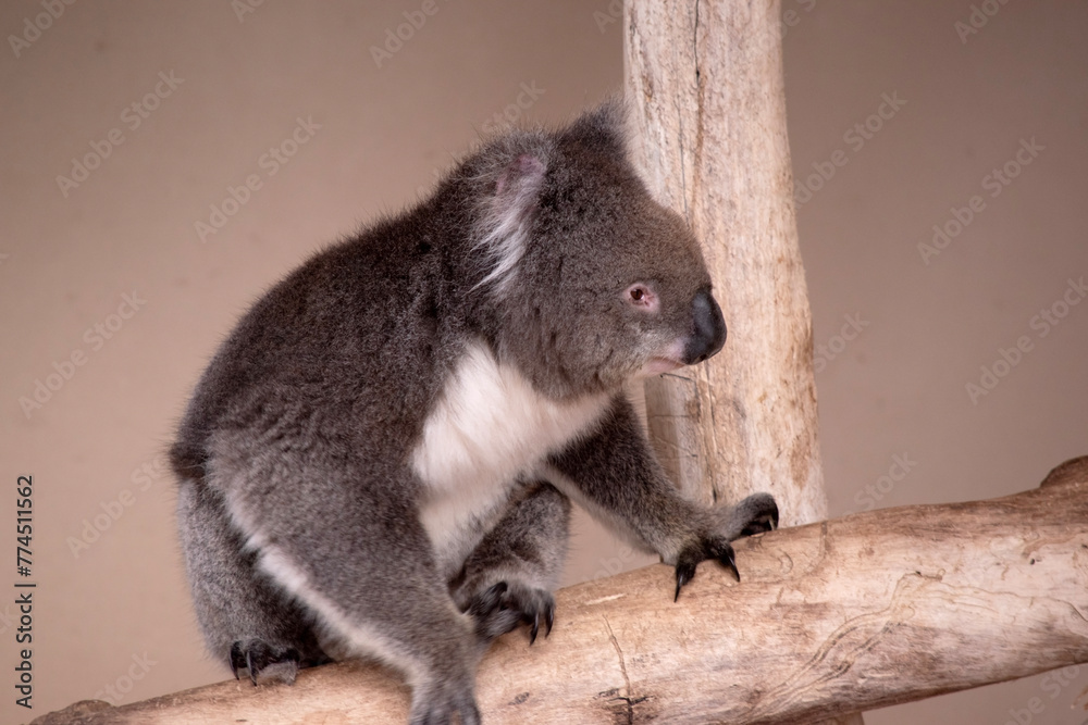 Naklejka premium the Koala has a large round head, big furry ears and big black nose. Their fur is usually grey-brown in color with white fur on the chest, inner arms, ears and bottom.