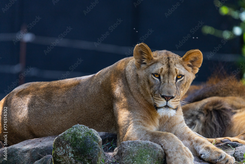 Obraz premium Leão esperando para almoçar