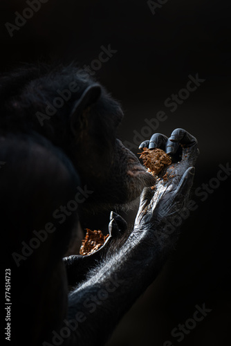 A chimpanzee monkey holding feces in his hand. photo