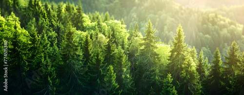 Beautiful forest background. Green mountain with pine trees and sunlight in sky