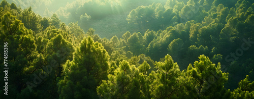 Beautiful forest background. Green mountain with pine trees and sunlight in sky