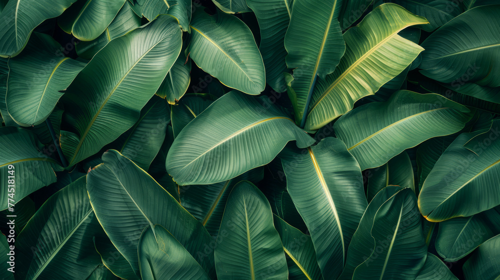 Obraz premium tropical banana leaf texture, large palm foliage nature dark green background,generative ai