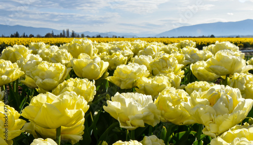 frilly tulips