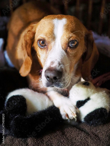closeup photo of cute beagle dog holding stuffed panda toy, 