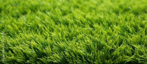 Field of vibrant green grass up close, showcasing a delicate white flower among the blades of grass