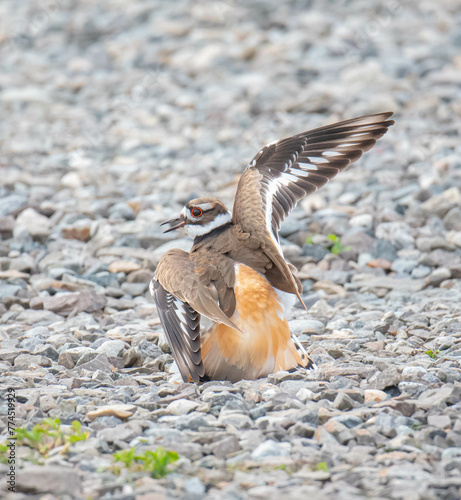 Killdeer pretending to be injured