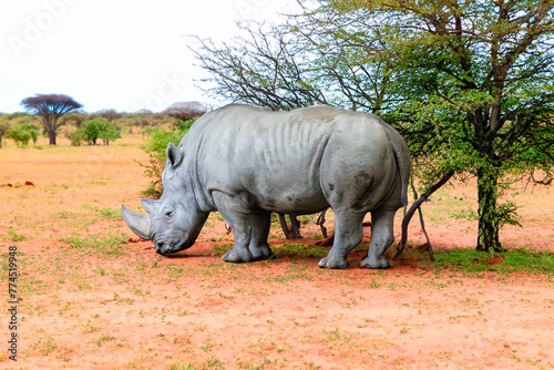rhino in the wild savanna 