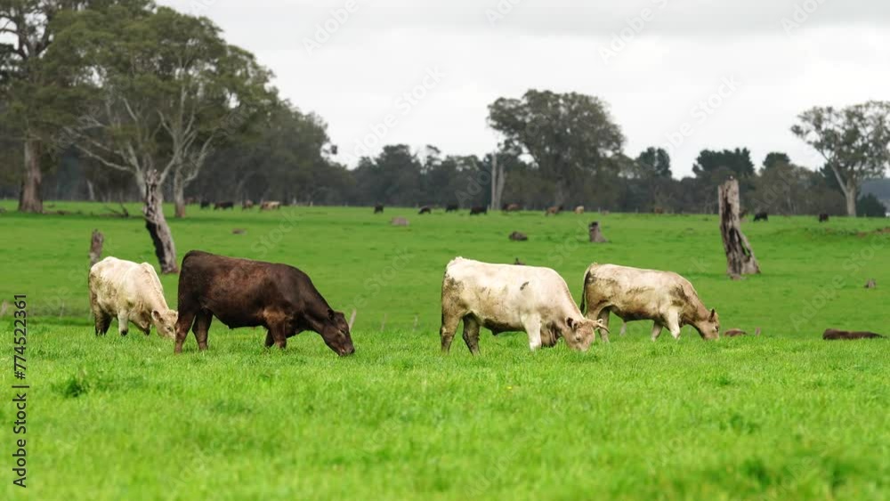 Close up of cows in the field, Angus and Murray Grey beef Cattle eating long pasture in spring and summer. Close up of cows in the field, Angus and Murray Grey beef Cattle eating long pasture in spring and summer.
