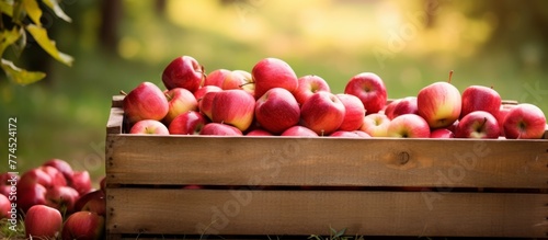 A wooden crate filled with numerous fresh apples is placed on the ground
