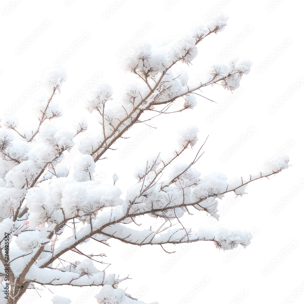 Snow covered tree with Transparent Background Snow covered tree with Transparent Background