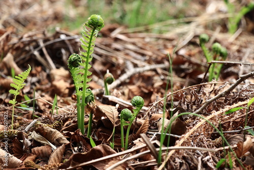 春の山菜こごみ