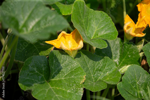 Yellow flower of pumpkin growing in the vegetable garden. Selective focus.