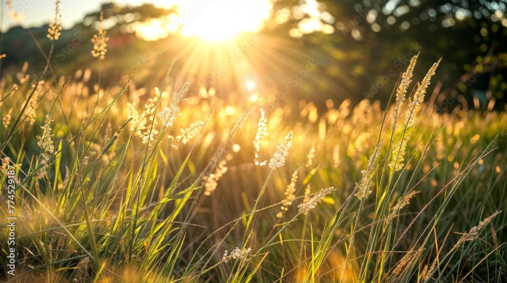 Grass flower field with sunlight at sunset or sunrise. Nature background