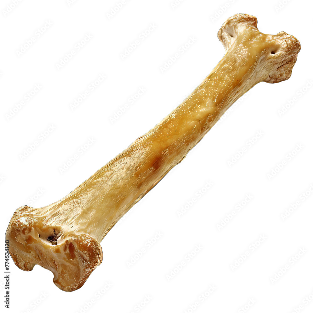 Bone Dog Isolated