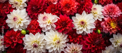 Vibrant red and white flowers are vividly blooming in a close-up shot  showcasing their delicate petals and vivid colors