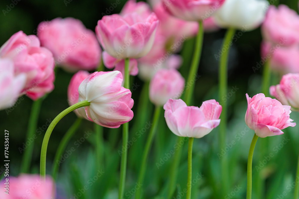 Flowers in a flower bed tulips. Greening the urban environment. Background with selective focus Flowers in a flower bed tulips. Greening the urban environment. Background with selective focus