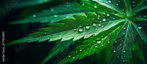 Green plant foliage showcasing intricate water droplets on the surface, capturing the essence of nature and freshness