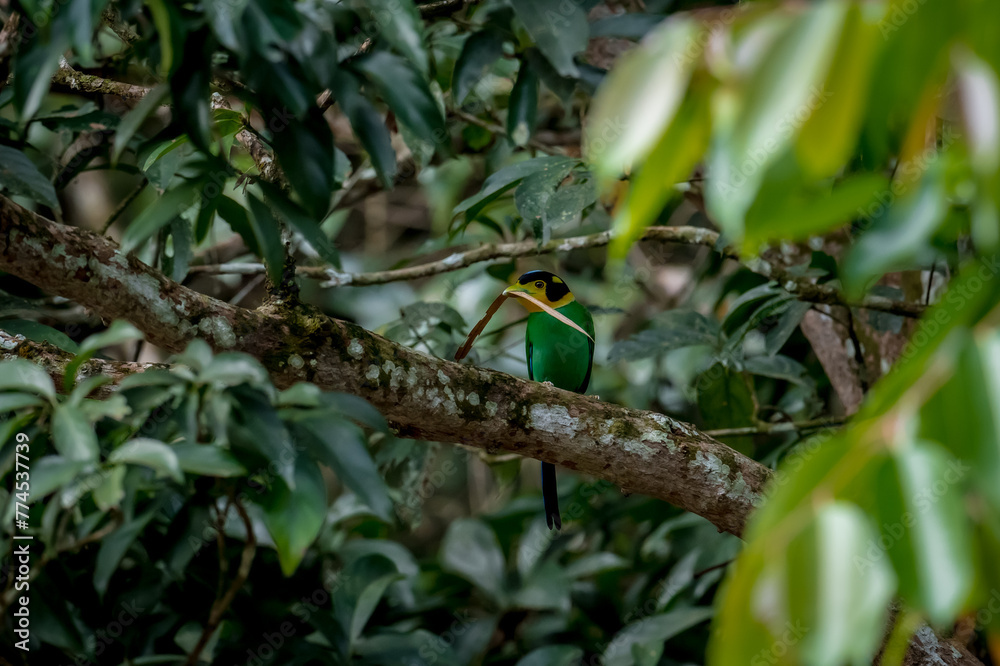 Long-tailed broadbill Broad-mouthed, long-tailed adults have a bright yellow throat and face. There are yellow patches on each side of the nape of the neck. Long-tailed broadbill Broad-mouthed, long-tailed adults have a bright yellow throat and face. There are yellow patches on each side of the nape of the neck.