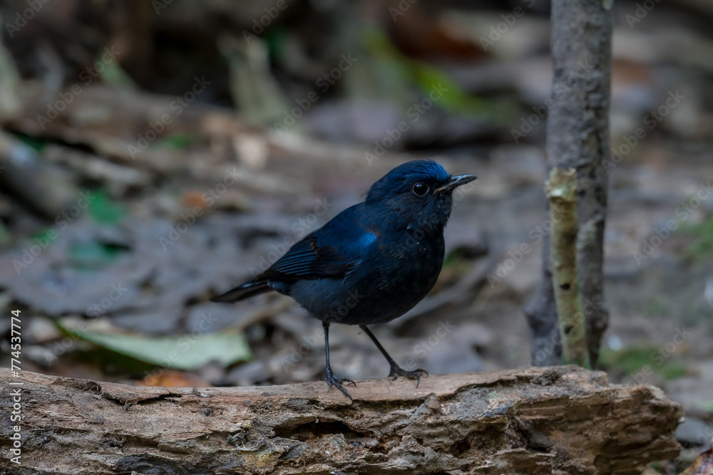 White-tailed Robin body is black and dark blue. The forehead, eyebrows, head, wings are blue. The neck has white spots. The tail is black, the base of the outer pair of tail feathers is white.