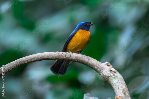 Rufous-bellied Niltava The head and body are blue, the forehead and crown are bright blue.