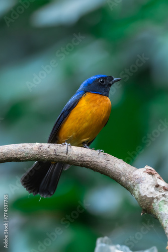 Rufous-bellied Niltava The head and body are blue, the forehead and crown are bright blue.