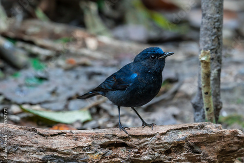 White-tailed Robin body is black and dark blue. The forehead, eyebrows, head, wings are blue. The neck has white spots. The tail is black, the base of the outer pair of tail feathers is white. © Pluto Mc