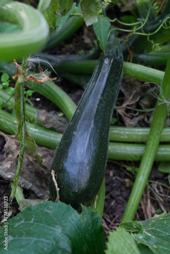 mature zucchini lying among the leaves on the branches on the garden bed in the garden