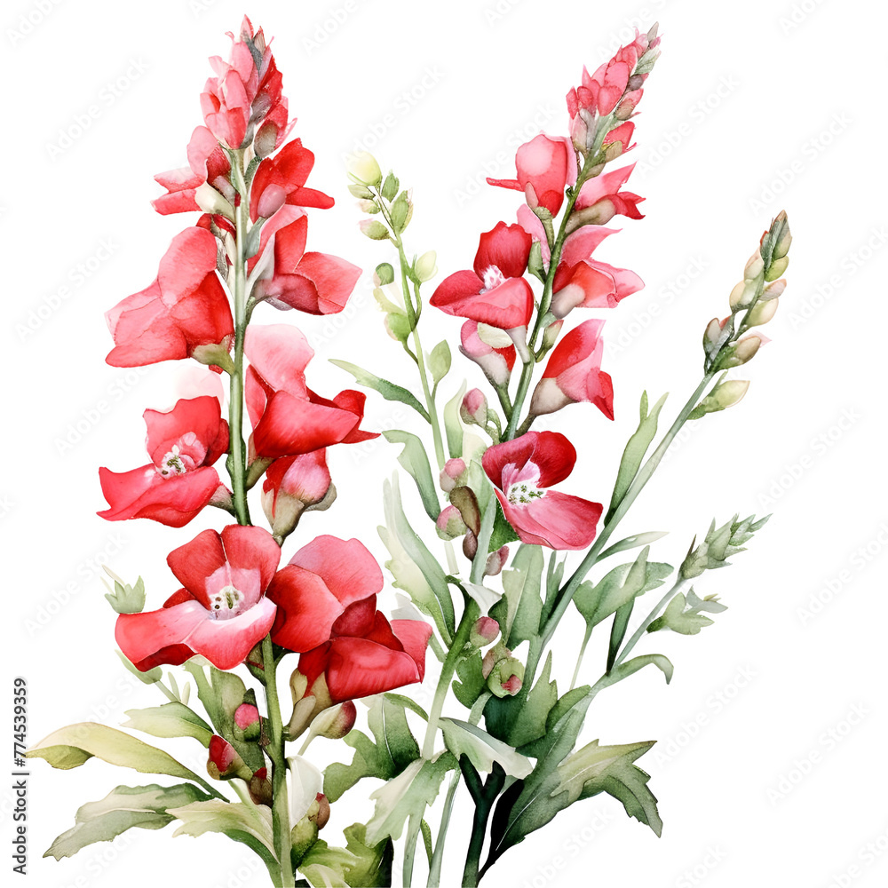 Snapdragon watercolor banner, Snapdragon isolated on white background, Rustic romantic style, Floral design frame, Can be used for cards, wedding invitations