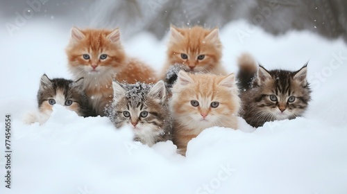 Group of kittens in the snow 