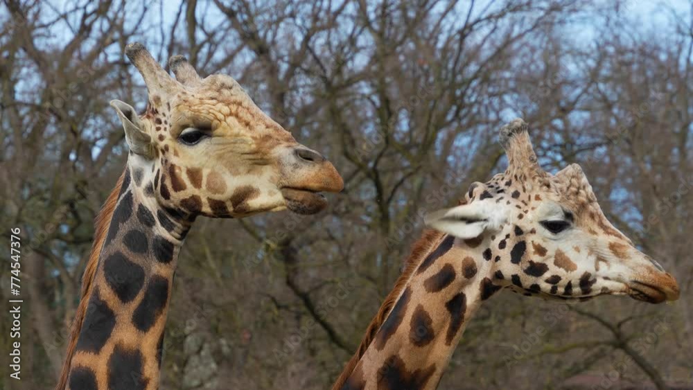 Close up view of two giraffe's head chewing on a sunny day. Close up view of two giraffe's head chewing on a sunny day.