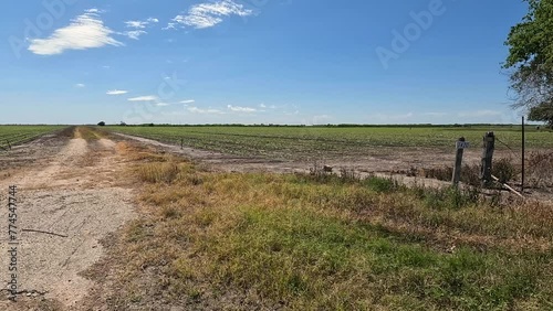 Wilson County Texas Agriculture Field near the unincorporated community of Dewees Texas (ID: 774547744)