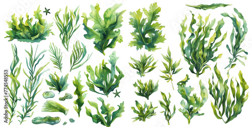 Watercolor seaweed clipart for graphic resources