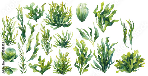 Watercolor seaweed clipart for graphic resources