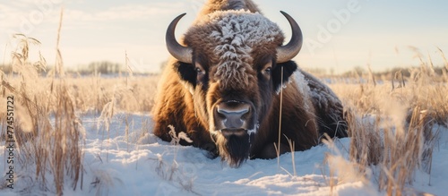 A large bison with shaggy fur is peacefully lying down on the snowy ground, surrounded by a serene winter landscape